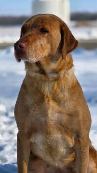Labrador Retriever Dogs Available for Adoption in Huntington, Indiana - Rosie | PetCurious