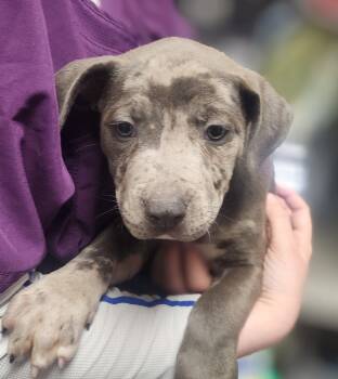 English Bulldog and American Staffordshire Terrier Dogs Available for Adoption in Oakland Park, Florida - Jax | PetCurious