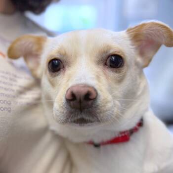 Sky -  Mixed Breed Dog for Adoption in Providence, Rhode Island - Sky | PetCurious