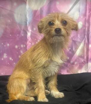 Benny -  Yorkshire Terrier and Terrier Dog for Adoption in Sedalia, Colorado - Benny | PetCurious
