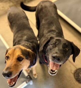 Delilah (Bonded w/ Sampson) -  Labrador Retriever and Shepherd Dog for Adoption in Bowling Green, Kentucky - Delilah (Bonded W/ Sampson) | PetCurious