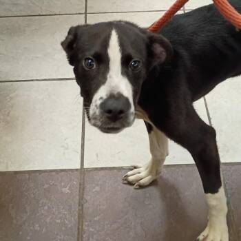 Mixed Breed Dogs Available for Adoption in Columbus, Georgia - 05/26/2026-Stray-WarmSpringsRoad | PetCurious