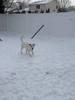 Great Pyrenees and Mixed Breed Dogs Available for Adoption in Dover, Arkansas - Karla | PetCurious