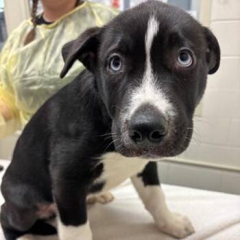 Mixed Breed Dogs Available for Adoption in Murray, Utah - Usopp | PetCurious