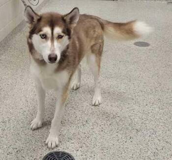 Slippers -  Siberian Husky and Mixed Breed Dog for Adoption in Kansas City, Missouri - Slippers | PetCurious