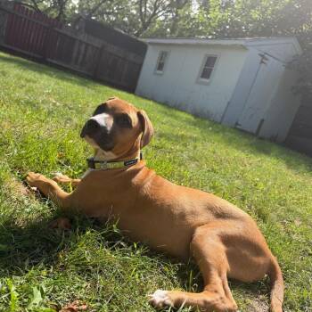 Stanley D70984 -  Boxer and Mixed Breed Dog for Adoption in Minnetonka, Minnesota - Stanley D70984 | PetCurious