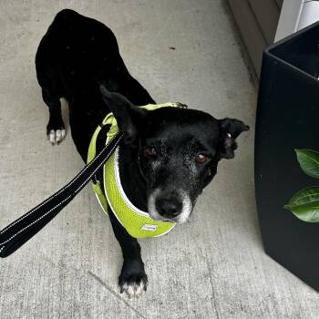 Ella -  Cardigan Welsh Corgi Dog for Adoption in Valdosta, Georgia - Ella | PetCurious