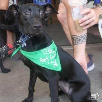 Remi -  Labrador Retriever and Shepherd Dog for Adoption in Washington, District Of Columbia - Remi | PetCurious