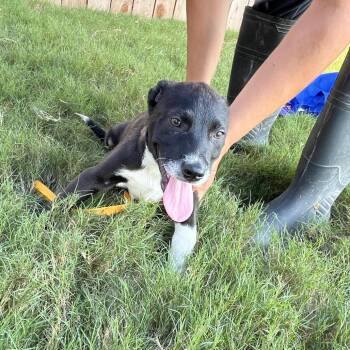 Mixed Breed Dogs Available for Adoption in Austin, Texas - Turtwig | PetCurious