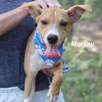 Rescue Mixed Breed Dogs for Adoption in New York, New York - Murray (p) | PetCurious