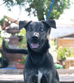 Rescue Labrador Retriever and Shepherd Dogs for Adoption in Woodstock, Ontario - Chucky | PetCurious