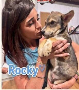 Rocky -  German Shepherd Dog Dog for Adoption in The Woodlands, Texas - Rocky | PetCurious