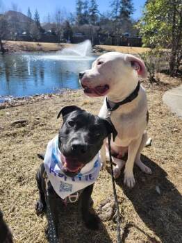 T-Rex -  Mixed Breed Dog for Adoption in Atlanta, Georgia - T-Rex | PetCurious