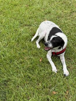 Dottie -  Pointer Dog for Adoption in Boston, Massachusetts - Dottie | PetCurious