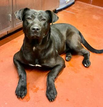 Stefan -  Labrador Retriever Dog Available for Adoption in Douglasville, Georgia - Stefan | PetCurious