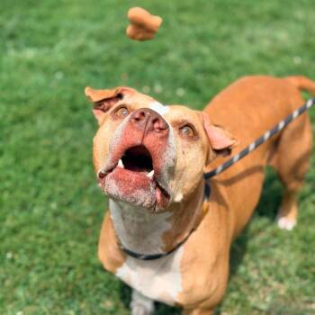 Bella -  Mixed Breed Dog for Adoption in Huntington, West Virginia - Bella | PetCurious
