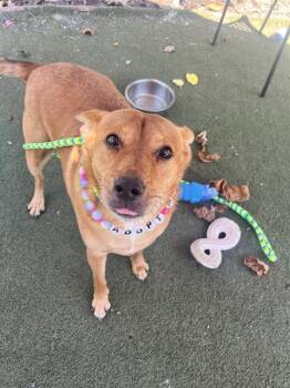 Mixed Breed Dogs Available for Adoption in Charlotte, North Carolina - KENYA | PetCurious