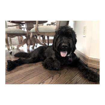 Boone -  Poodle and Labrador Retriever Dog for Adoption in Minneapolis, Minnesota - Boone | PetCurious