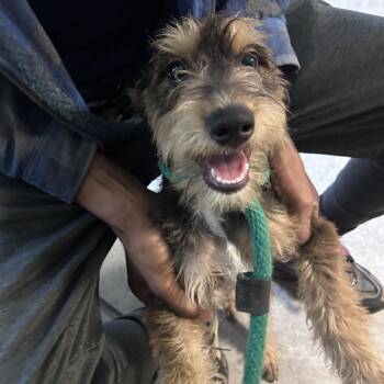 Prince George -  Mixed Breed Dog for Adoption in Philadelphia, Pennsylvania - Prince George | PetCurious