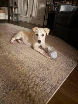 Beau -  Labrador Retriever and Siberian Husky Dog for Adoption in Mattoon, Illinois - Beau | PetCurious