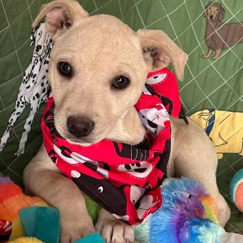 Princess -  Jack Russell Terrier and Cocker Spaniel Dog for Adoption in Boerne, Texas - Princess | PetCurious
