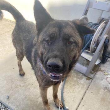 Akita and Mixed Breed Dogs Available for Adoption in Westminster, California - Wendy Koopa | PetCurious