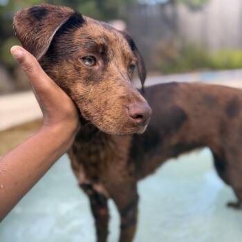 Billie Jean -  Catahoula Leopard Dog Dog for Adoption in Richmond, Texas - Billie Jean | PetCurious