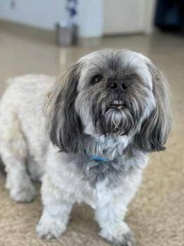 Havanese and Mixed Breed Dogs Available for Adoption - Winston | PetCurious