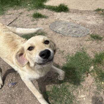 Yellow Labrador Retriever and Golden Retriever Dogs Available for Adoption in Pine Bluff, Arkansas - Luke | PetCurious
