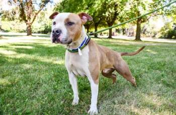 Chato -  Pit Bull Terrier and American Staffordshire Terrier Dog for Adoption in Yakima, Washington - Chato | PetCurious