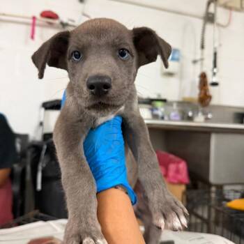 Katie -  Great Dane and Mixed Breed Dog for Adoption in Edinburg, Texas - Katie | PetCurious
