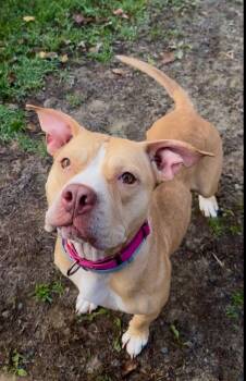Rescue Pit Bull Terrier Dogs for Adoption in Gloversville, New York - Honey | PetCurious