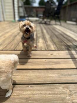 China -  Yorkshire Terrier Dog for Adoption in Milton, Georgia - China | PetCurious
