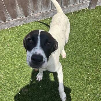 Snoopy 5056 -  Poodle and Collie Dog for Adoption in Loxahatchee Groves, Florida - Snoopy 5056 | PetCurious