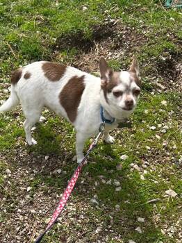 Nellie -  Chihuahua Dog for Adoption in Taycheedah, Wisconsin - Nellie | PetCurious