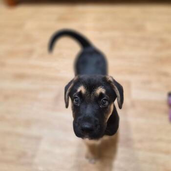 Lager -  Mixed Breed Dog for Adoption in Woodstock, Illinois - Lager | PetCurious