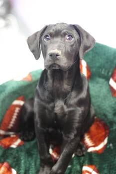 Rescue Black Labrador Retriever Dogs for Adoption in Manchester, New Hampshire - Swam In NH! Come Meet Our Adoptable Dogs Wednesday-Saturday. Mor | PetCurious