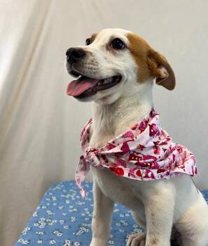 Blossom -  Australian Shepherd and Parson Russell Terrier Dog for Adoption in Dallas, Texas - Blossom | PetCurious