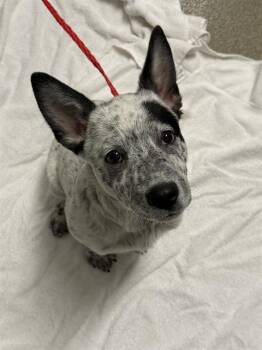 OSWALD -  Australian Cattle Dog Blue Heeler Dog for Adoption in Las Vegas, Nevada - OSWALD | PetCurious