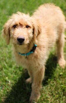 Fozzy Bear -  Goldendoodle Dog for Adoption in Battle Creek, Michigan - Fozzy Bear | PetCurious