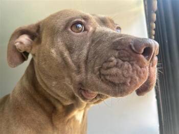 Pit Bull Terrier Dogs Available for Adoption in Houston, Texas - A655097 | PetCurious