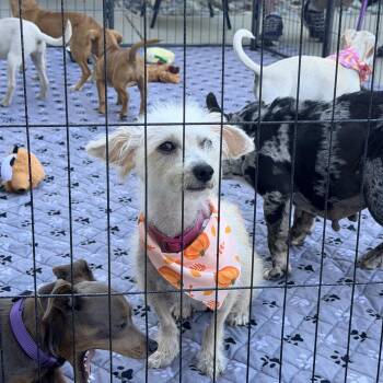 Madeline -  Miniature Poodle Dog for Adoption in Penryn, California - Madeline | PetCurious