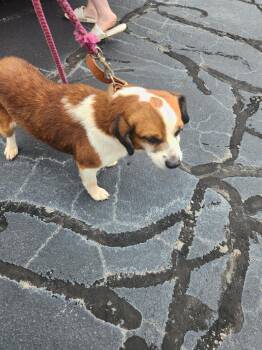 Zero -  Jack Russell Terrier Dog for Adoption in Mocksville, North Carolina - Zero | PetCurious