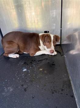 A813189 -  American Staffordshire Terrier Dog for Adoption in San Antonio, Texas - A813189 | PetCurious