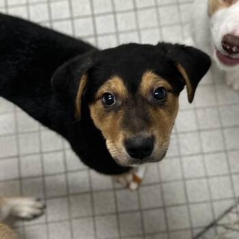 Mixed Breed Dogs Available for Adoption - Sunnie | PetCurious