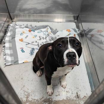 Mixed Breed Dogs Available for Adoption - Mavis | PetCurious