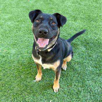 Granola -  Shepherd and Rottweiler Dog for Adoption in Agoura Hills, California - Granola | PetCurious