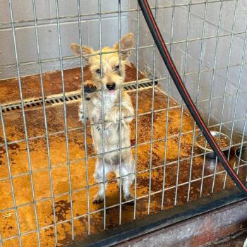 Cricket C530 -  Terrier Dog for Adoption in Allen, Texas - Cricket C530 | PetCurious