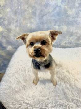 Porcini -  Yorkshire Terrier Dog for Adoption in Richmond, Texas - Porcini | PetCurious