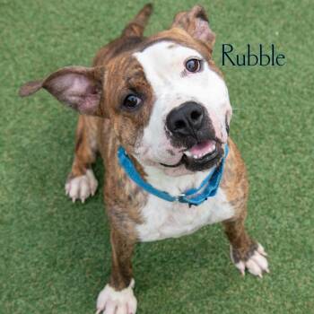 Rubble -  Boxer and Mixed Breed Dog for Adoption in Parkersburg, West Virginia - Rubble | PetCurious